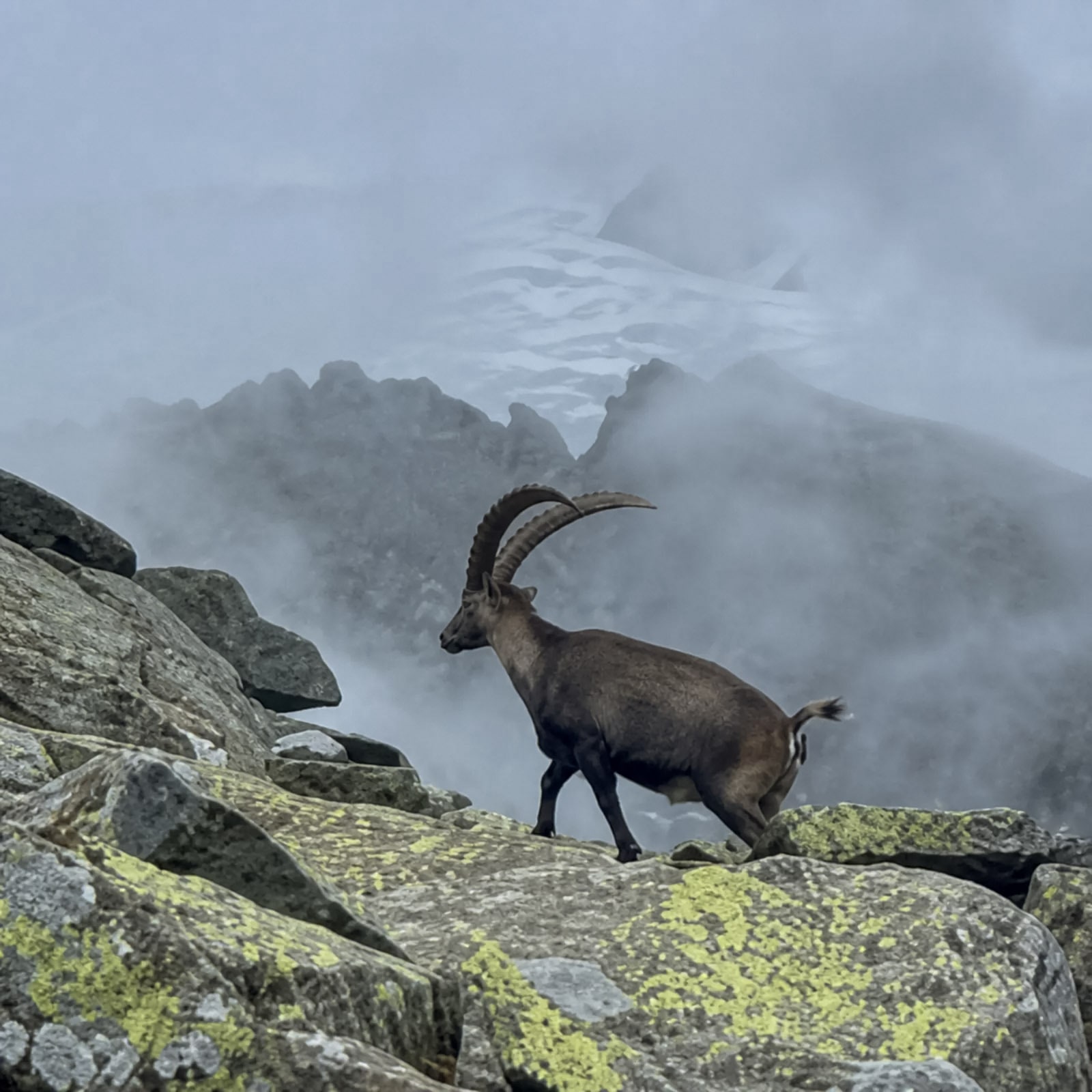 Steinbock zwischen Felsen vor einem Gletscher
