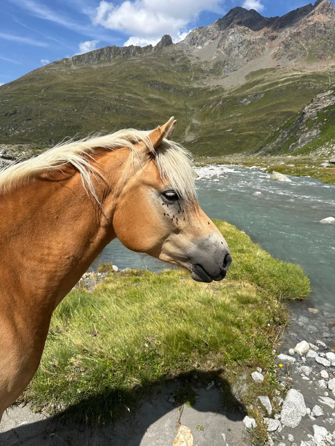Pferd am Bergbach im Zillertal